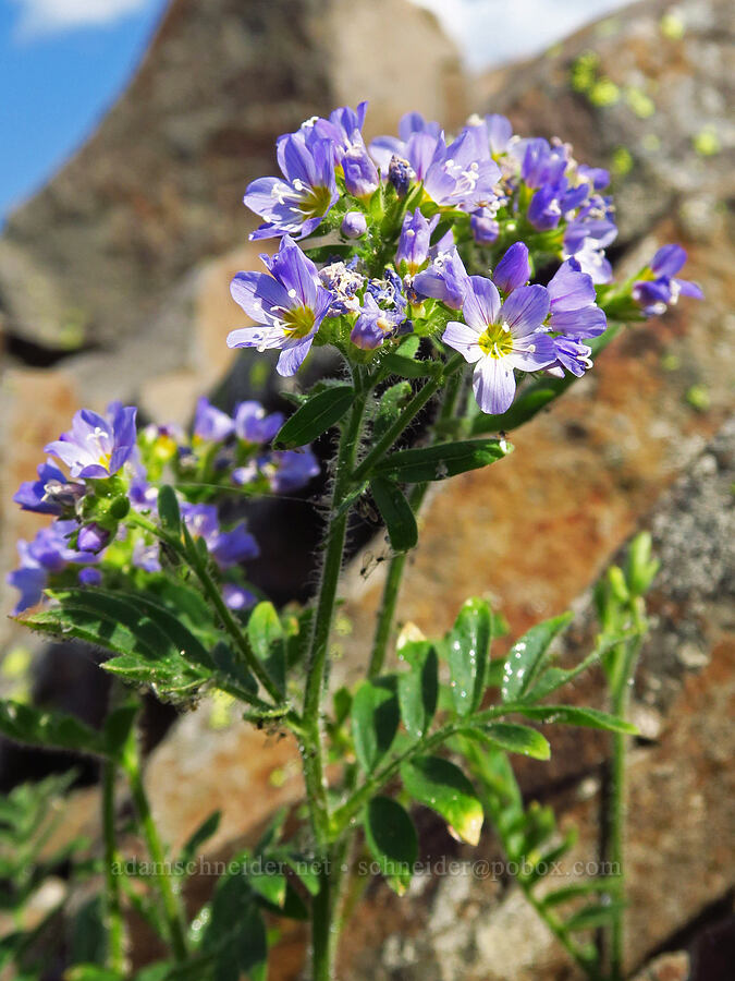 California Jacob's-ladder (Polemonium californicum) [Mission Peak, Colockum Wildlife Area, Chelan County, Washington]