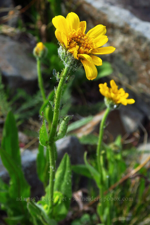 arnica (which?) (Arnica sp.) [Mission Peak, Colockum Wildlife Area, Chelan County, Washington]