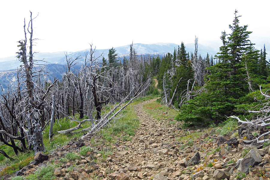 burned and not burned [Mission Peak Trail, Colockum Wildlife Area, Chelan County, Washington]