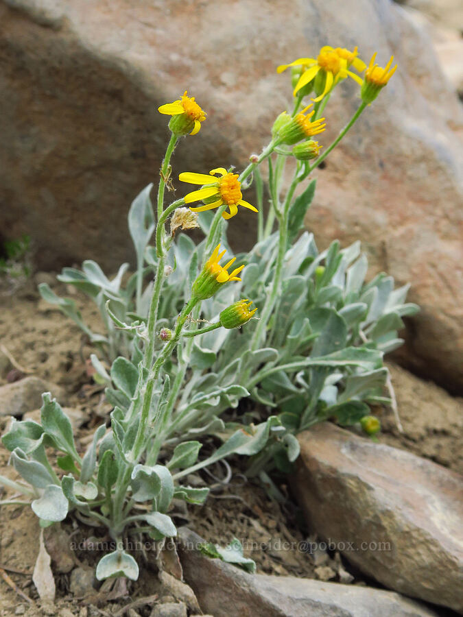 woolly groundsel (Packera cana (Senecio canus)) [Mission Peak Trail, Colockum Wildlife Area, Chelan County, Washington]