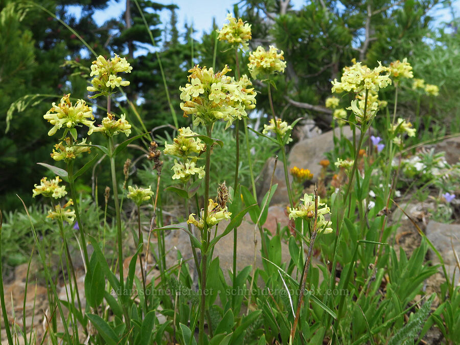 yellow penstemon (Penstemon confertus) [Mission Peak Trail, Colockum Wildlife Area, Chelan County, Washington]