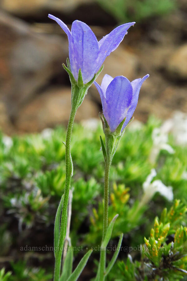 harebell (Campanula petiolata (Campanula rotundifolia)) [Mission Peak Trail, Colockum Wildlife Area, Chelan County, Washington]