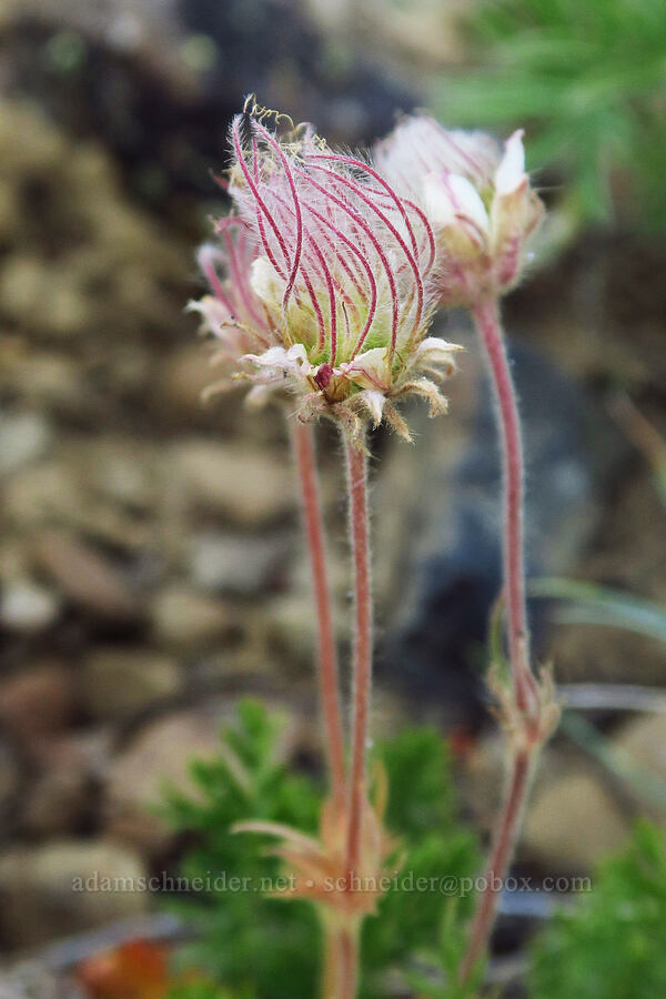 prairie smoke, going to seed (Geum triflorum) [Mission Peak Trail, Colockum Wildlife Area, Chelan County, Washington]