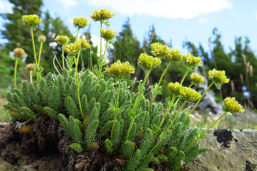 alpine ivesia (Gordon's mouse-tail) (Ivesia gordonii (Potentilla gordonii)) [Mission Peak Trail, Colockum Wildlife Area, Chelan County, Washington]