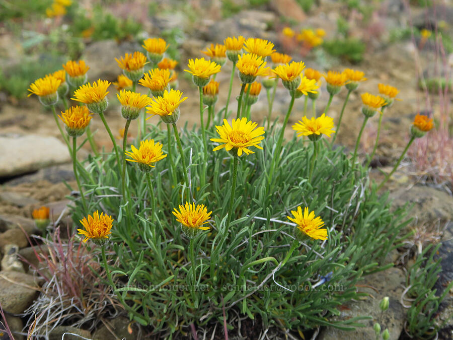 desert yellow daisies/fleabane (Erigeron linearis) [Mission Peak Trail, Colockum Wildlife Area, Chelan County, Washington]