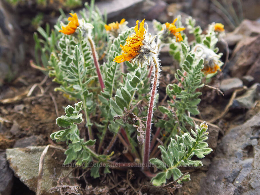 Hooker's balsamroot, fading (Balsamorhiza hookeri) [Mission Peak Trail, Colockum Wildlife Area, Chelan County, Washington]