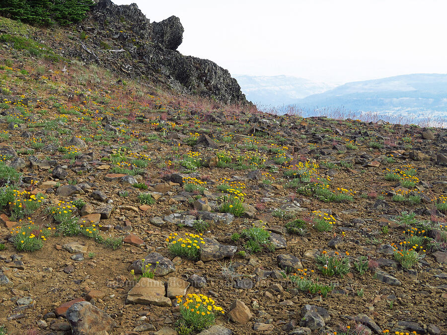 rocky wildflowers (Erigeron linearis, Sedum sp., Eremogone capillaris (Arenaria capillaris)) [Mission Peak Trail, Colockum Wildlife Area, Chelan County, Washington]