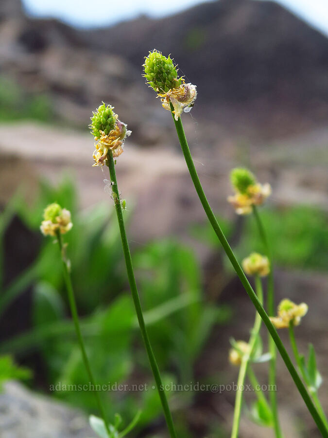 snow buttercup, going to seed (Ranunculus eschscholtzii var. eschscholtzii) [Mission Peak Trail, Colockum Wildlife Area, Chelan County, Washington]