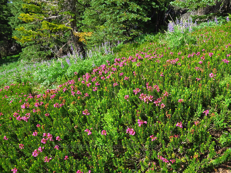 pink mountain heather (Phyllodoce empetriformis) [Mission Peak Trail, Colockum Wildlife Area, Chelan County, Washington]