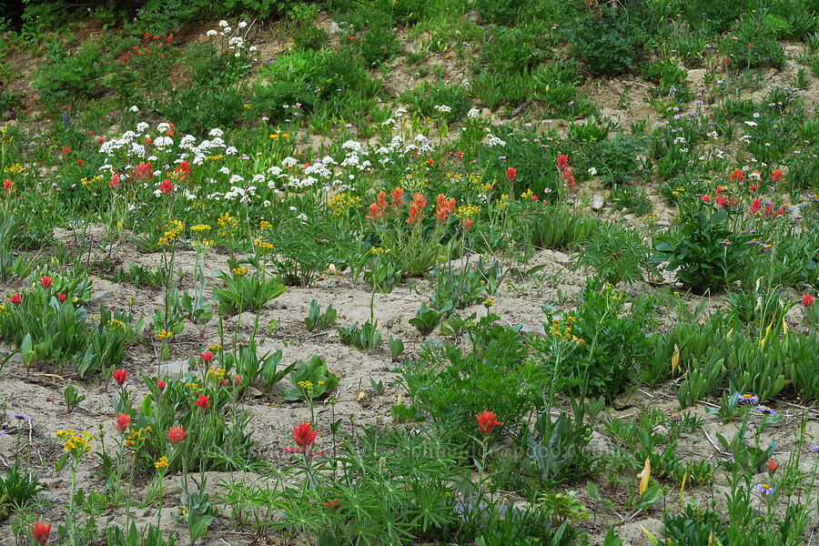 wildflowers (Castilleja elmeri, Senecio integerrimus, Valeriana sitchensis, Erigeron glacialis var. glacialis) [Mission Peak Trail, Colockum Wildlife Area, Chelan County, Washington]