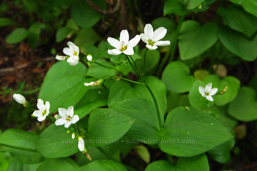 heart-leaf spring-beauty (Claytonia cordifolia (Montia cordifolia)) [Mission Peak Trail, Okanogan-Wenatchee National Forest, Chelan County, Washington]