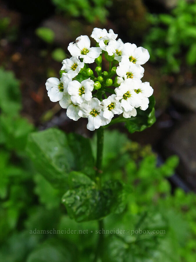 heart-leaf bitter-cress (Cardamine cordifolia) [Mission Peak Trail, Okanogan-Wenatchee National Forest, Chelan County, Washington]