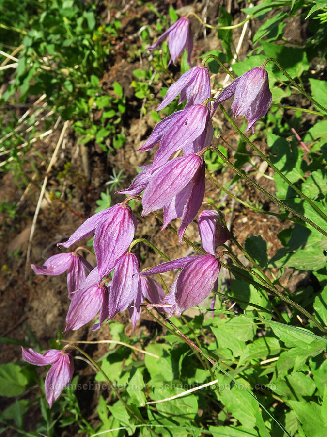 western blue clematis (Clematis occidentalis var. dissecta) [Forest Road 9712, Okanogan-Wenatchee National Forest, Chelan County, Washington]