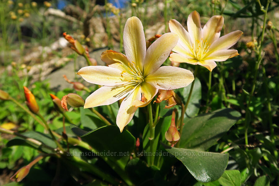 Tweedy's lewisia (Lewisiopsis tweedyi (Lewisia tweedyi)) [Forest Road 9712, Okanogan-Wenatchee National Forest, Chelan County, Washington]