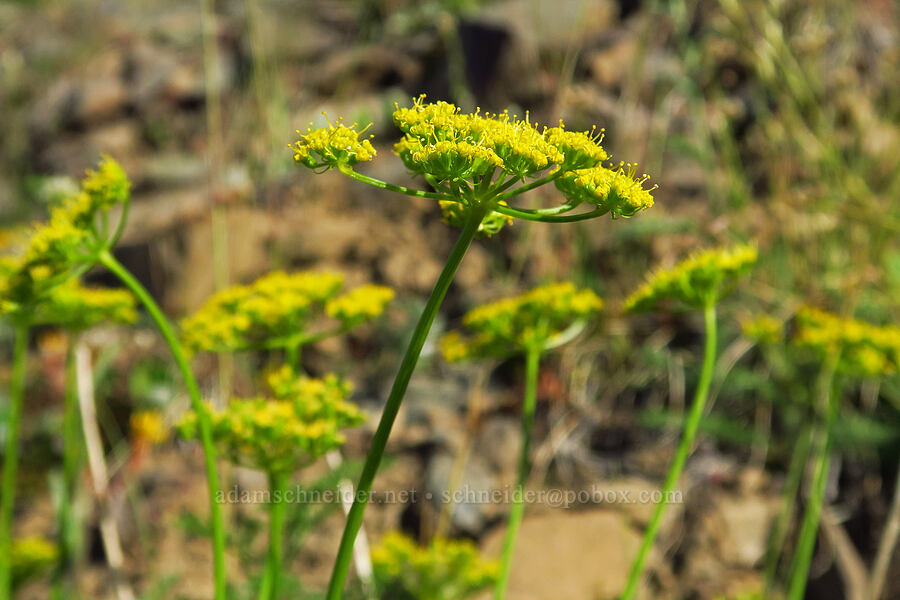 fennel-leaf spring-parsley (Cymopterus terebinthinus var. foeniculaceus (Cymopterus foeniculaceus)) [Forest Road 9712, Okanogan-Wenatchee National Forest, Chelan County, Washington]