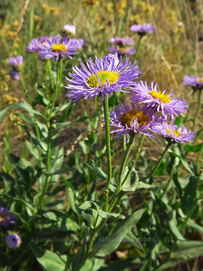 showy fleabane (Erigeron speciosus) [Forest Road 9712, Okanogan-Wenatchee National Forest, Chelan County, Washington]