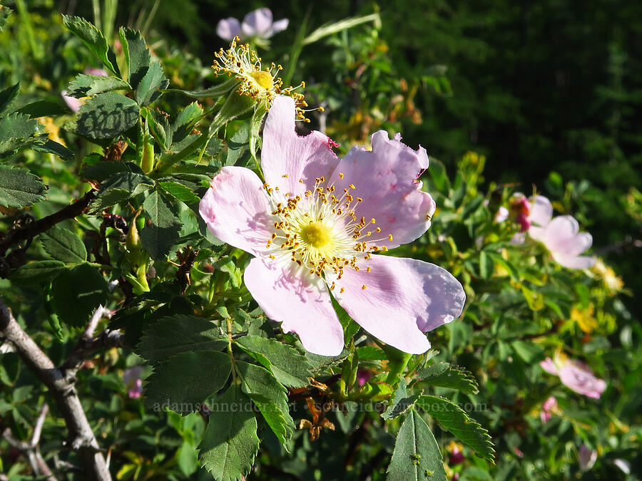 Nootka rose (Rosa nutkana) [Forest Road 9712, Okanogan-Wenatchee National Forest, Chelan County, Washington]