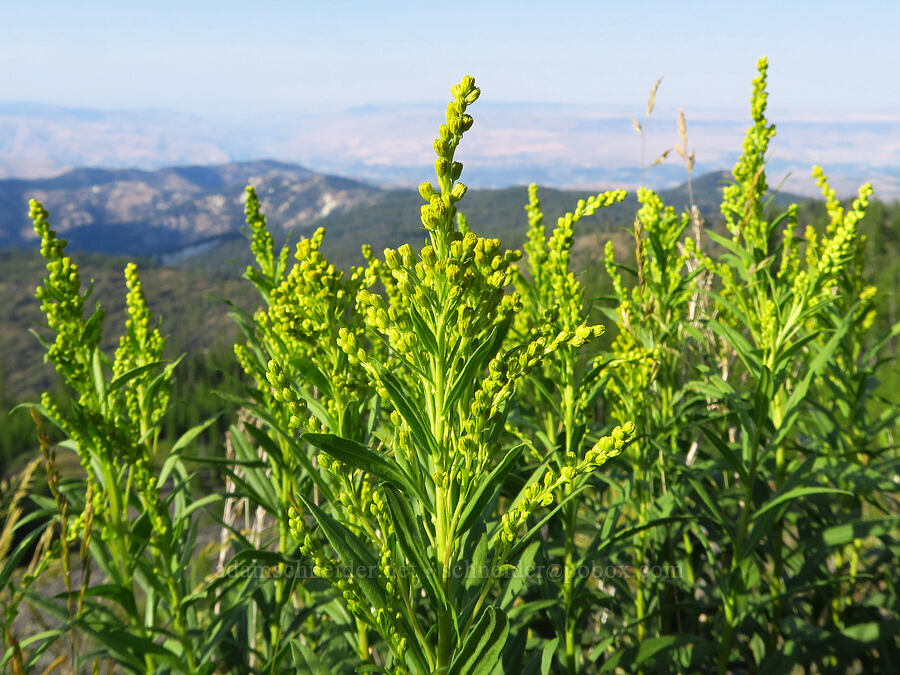 goldenrod (which?) (Solidago sp.) [Forest Road 9712, Okanogan-Wenatchee National Forest, Chelan County, Washington]