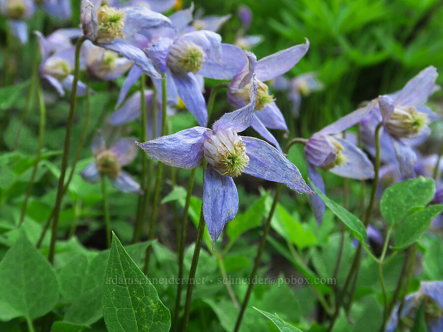 western blue clematis (Clematis occidentalis var. dissecta) [Forest Road 9712, Okanogan-Wenatchee National Forest, Chelan County, Washington]