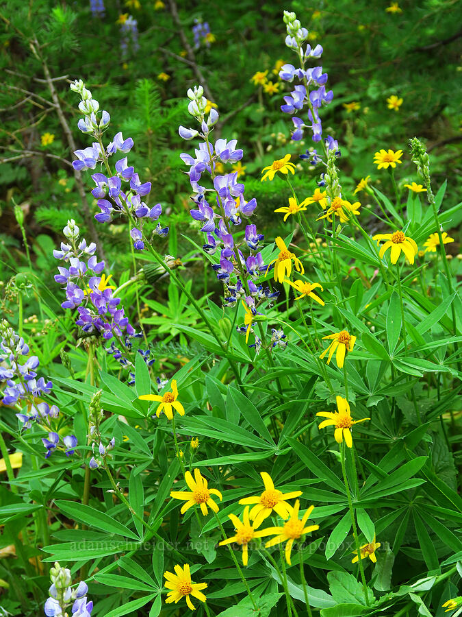 broad-leaf arnica & lupines (Arnica latifolia, Lupinus sp.) [Forest Road 9712, Okanogan-Wenatchee National Forest, Chelan County, Washington]