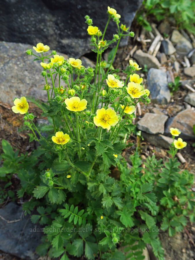 sticky cinquefoil (which?) (Drymocallis sp. (Potentilla glandulosa)) [Forest Road 9712, Okanogan-Wenatchee National Forest, Chelan County, Washington]