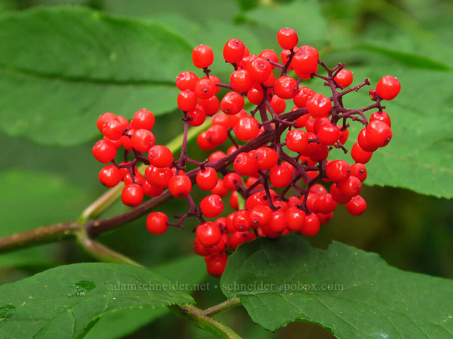 red elderberries (Sambucus racemosa) [Saddle Mountain Trail, Clatsop County, Oregon]