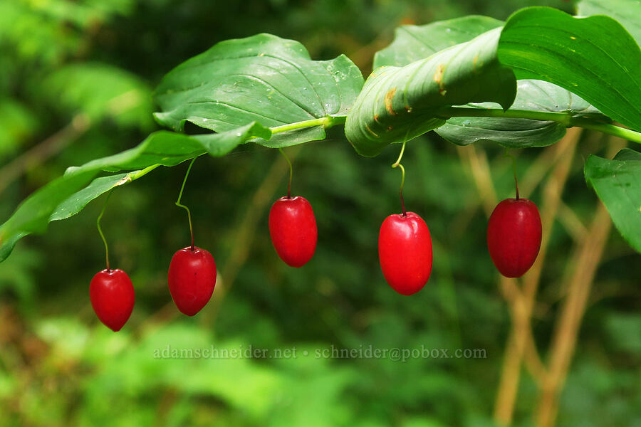 clasping twisted-stalk berries (Streptopus amplexifolius) [Saddle Mountain Trail, Clatsop County, Oregon]