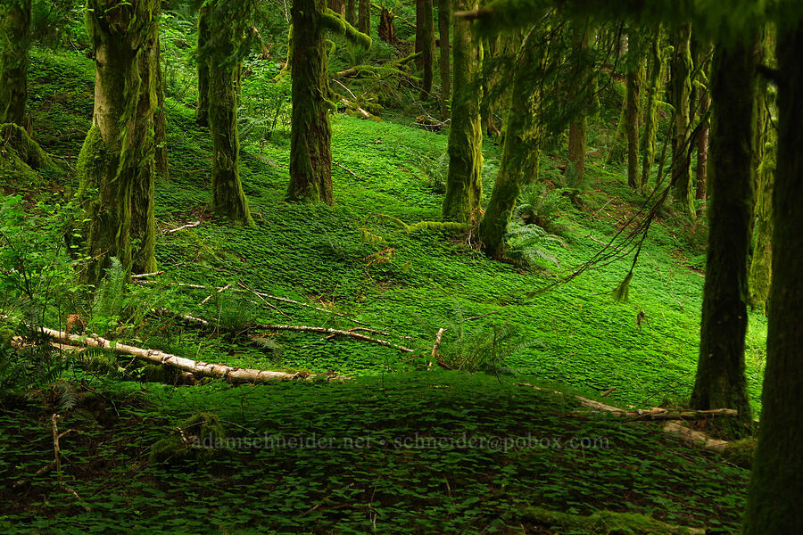 carpet of redwood sorrel (Oxalis oregana) [Saddle Mountain Trail, Clatsop County, Oregon]