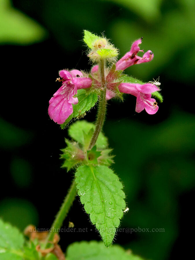 Cooley's hedge-nettle (Stachys cooleyae (Stachys chamissonis var. cooleyae)) [Saddle Mountain Trail, Clatsop County, Oregon]