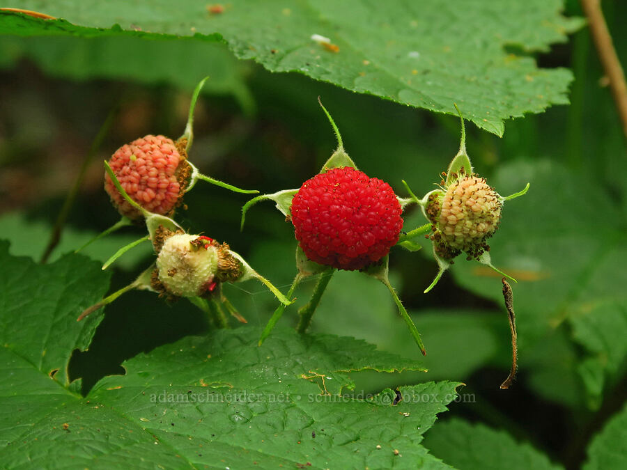 thimbleberries (Rubus parviflorus (Rubus nutkanus)) [Saddle Mountain Trail, Clatsop County, Oregon]