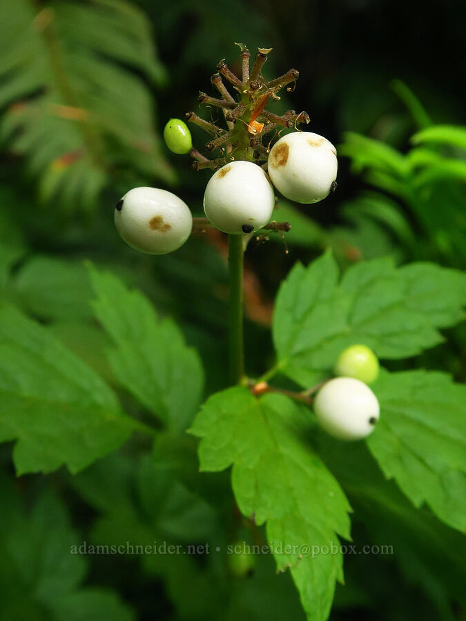 white baneberries (Actaea rubra f. neglecta) [Saddle Mountain Trail, Clatsop County, Oregon]