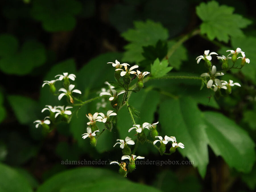 coastal boykinia (Boykinia occidentalis) [Saddle Mountain Trail, Clatsop County, Oregon]