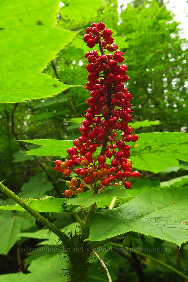 devil's club berries (Oplopanax horridus) [Saddle Mountain Trail, Clatsop County, Oregon]