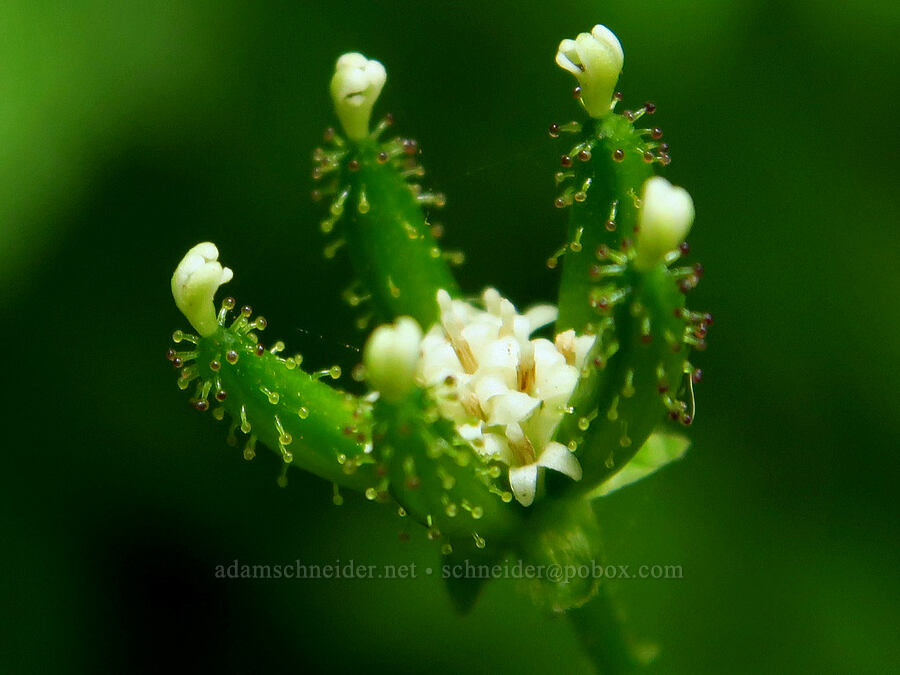 pathfinder (trail plant), going to seed (Adenocaulon bicolor) [Saddle Mountain Trail, Clatsop County, Oregon]