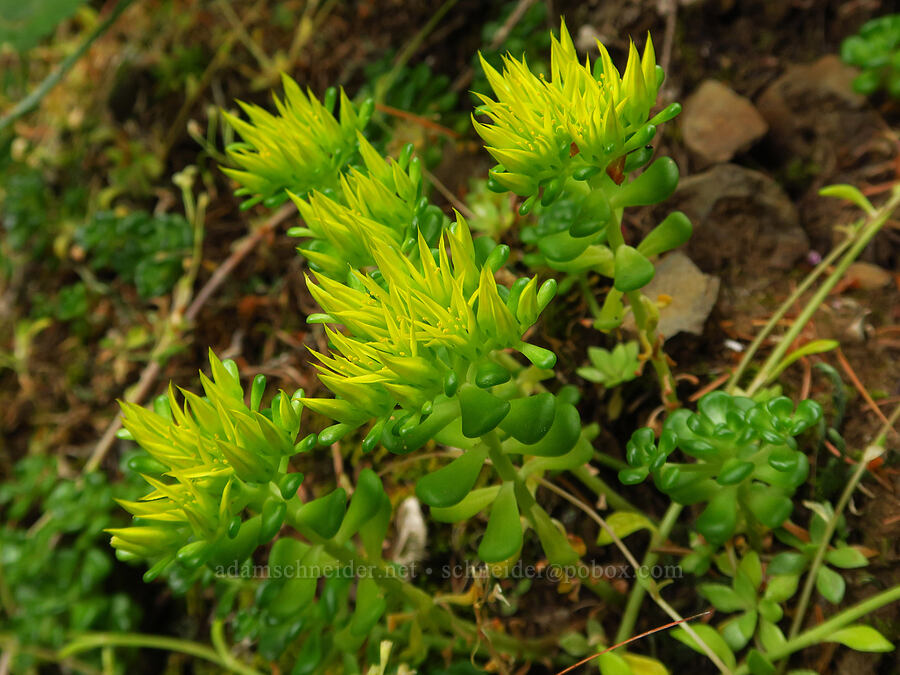 Oregon stonecrop (Sedum oreganum) [Saddle Mountain Trail, Clatsop County, Oregon]