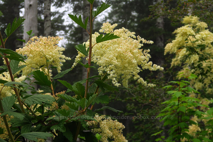 ocean-spray (cream-bush) (Holodiscus discolor) [Saddle Mountain Trail, Clatsop County, Oregon]