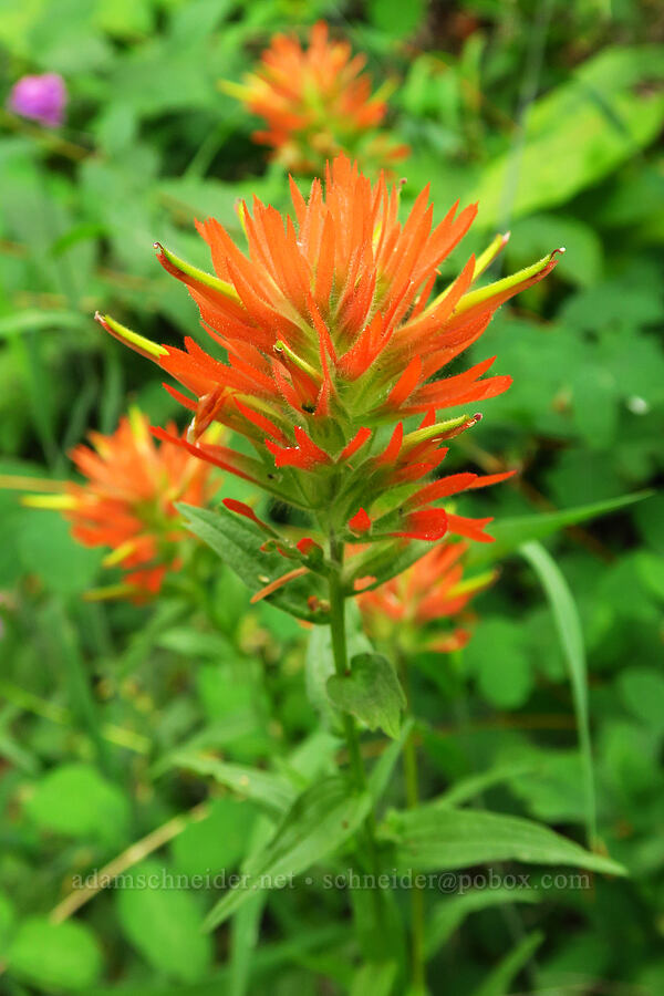 scarlet paintbrush (Castilleja miniata) [Saddle Mountain Trail, Clatsop County, Oregon]