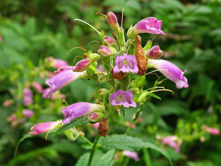 turtle-head penstemon (Nothochelone nemorosa) [Saddle Mountain Trail, Clatsop County, Oregon]