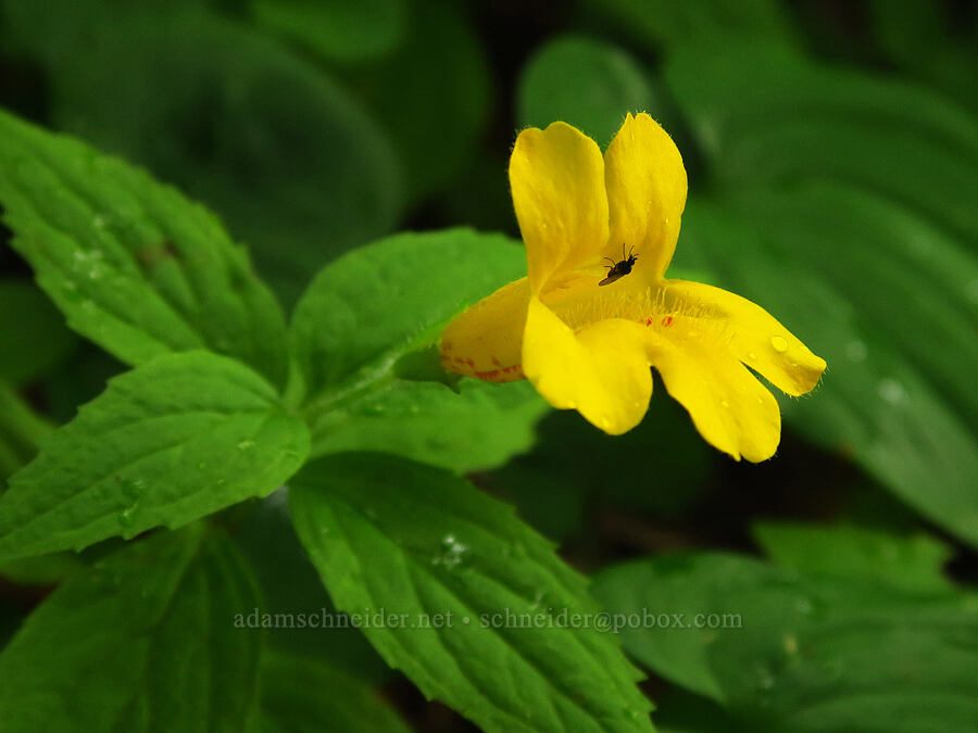 tooth-leaf monkeyflower (Erythranthe dentata (Mimulus dentatus)) [Saddle Mountain Trail, Clatsop County, Oregon]