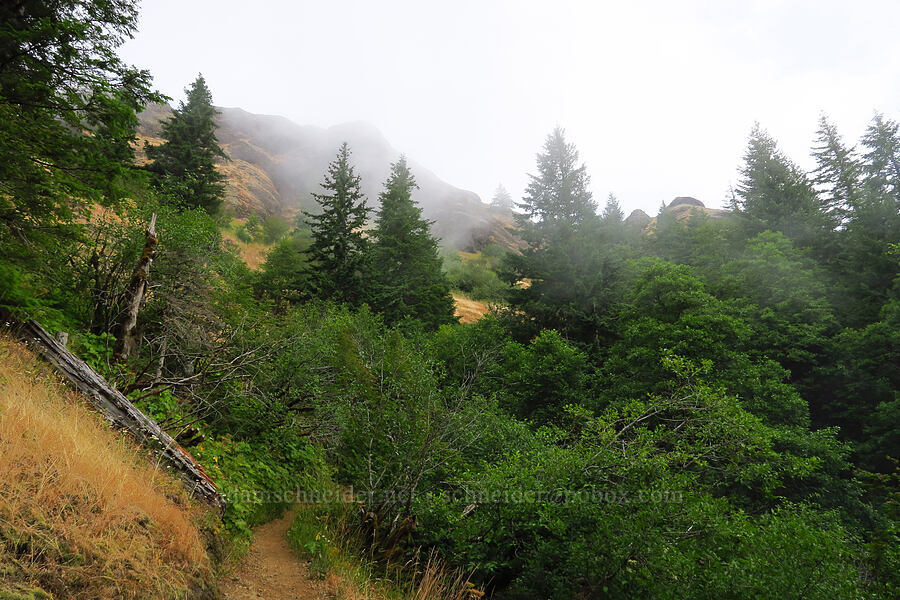 marine layer burning off [Saddle Mountain Trail, Clatsop County, Oregon]