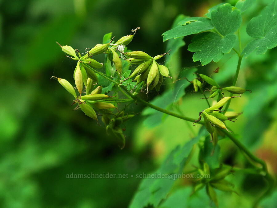 western meadow-rue, going to seed (Thalictrum occidentale) [Saddle Mountain Trail, Clatsop County, Oregon]