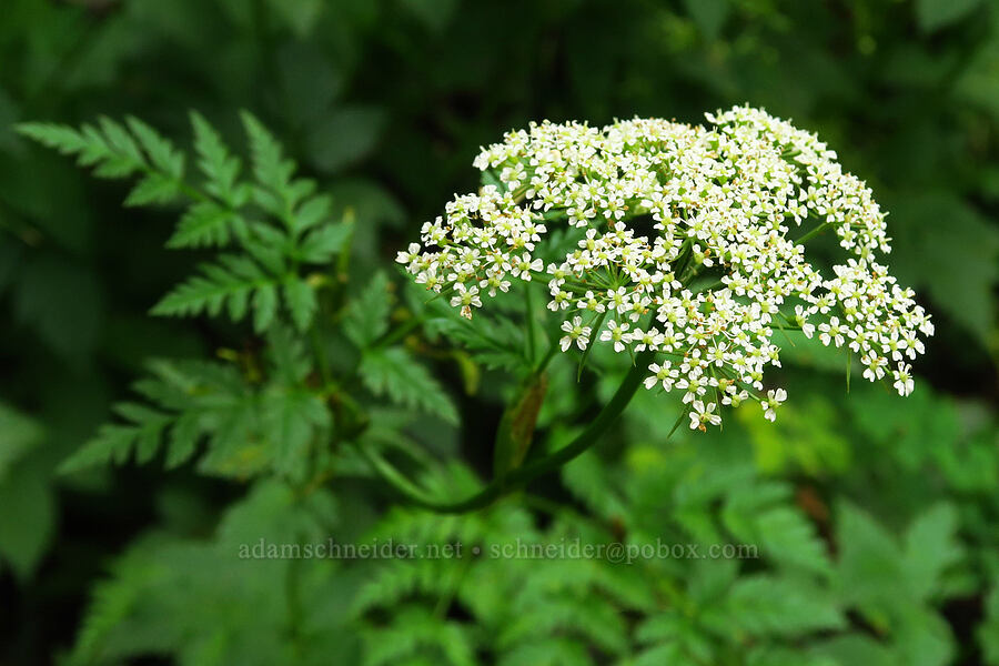 Pacific hemlock-parsley (Conioselinum pacificum (Conioselinium chinense var. pacificum)) [Saddle Mountain Trail, Clatsop County, Oregon]