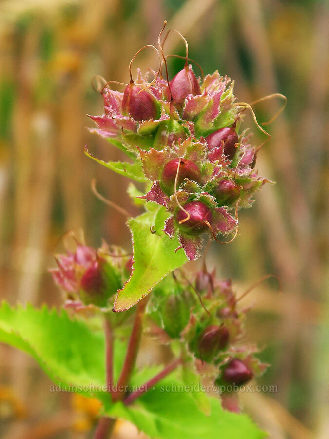 Cascade penstemon, going to seed (Penstemon serrulatus) [Saddle Mountain Trail, Clatsop County, Oregon]