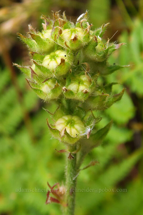 hairy-stem checker-mallow, going to seed (Sidalcea hirtipes) [Saddle Mountain Trail, Clatsop County, Oregon]