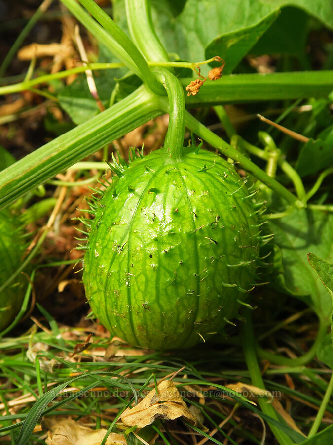 coastal manroot fruit (Marah oregana (Marah oreganus)) [Saddle Mountain Trail, Clatsop County, Oregon]