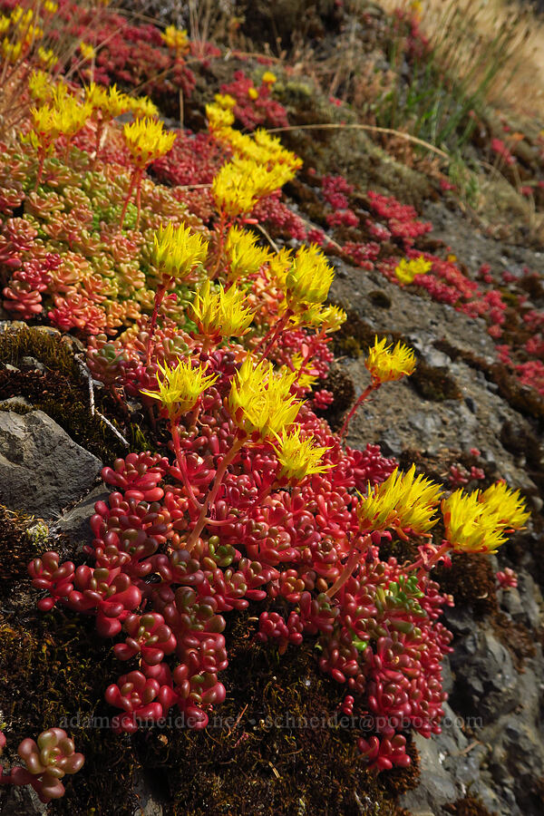 Oregon stonecrop (Sedum oreganum) [Saddle Mountain Trail, Clatsop County, Oregon]