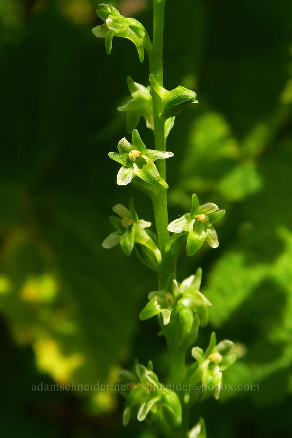 Alaska rein orchid (Platanthera unalascensis (Piperia unalascensis)) [Saddle Mountain Trail, Clatsop County, Oregon]