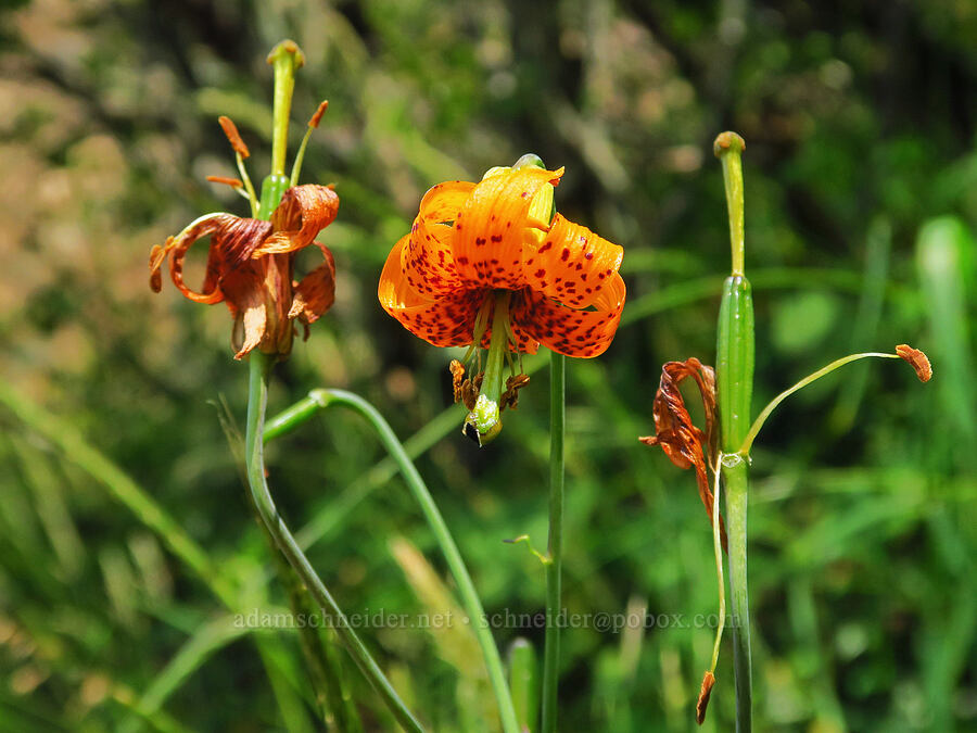 Columbia tiger lilies (Lilium columbianum) [Saddle Mountain Trail, Clatsop County, Oregon]