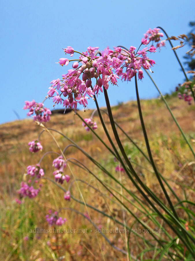 nodding onions (Allium cernuum) [Saddle Mountain Trail, Clatsop County, Oregon]