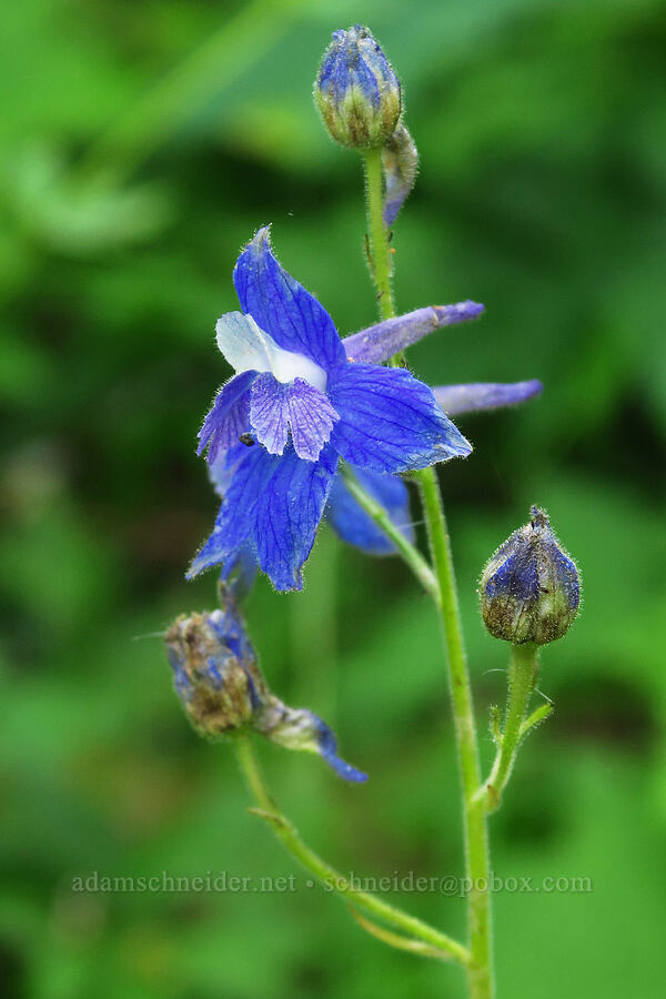 Columbian larkspur (Delphinium trolliifolium) [Saddle Mountain Trail, Clatsop County, Oregon]